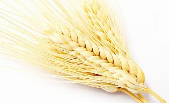 纯粮小麦酒的制作方法