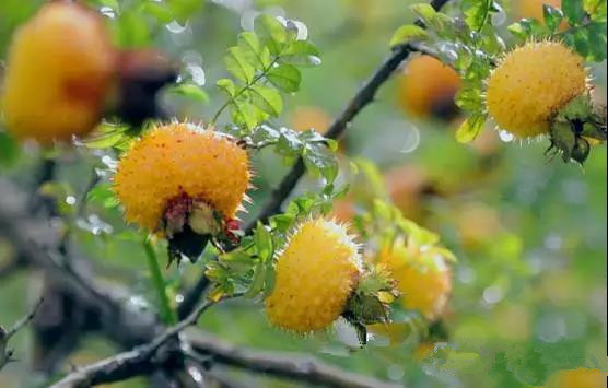 烤酒技术之家庭刺梨酒自酿方法过程