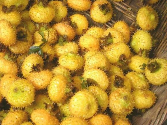 烤酒技术之家庭刺梨酒自酿方法过程