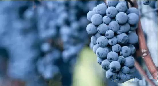 在家如何酿制提子酒