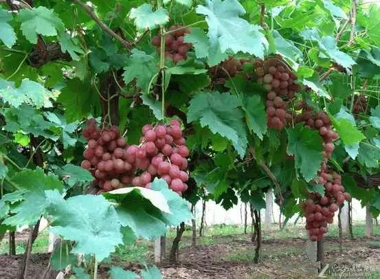 在家如何酿制提子酒