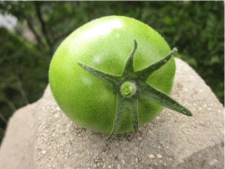 青柿子酒的制作技术