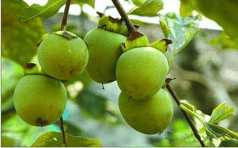 青柿子酒的制作技术