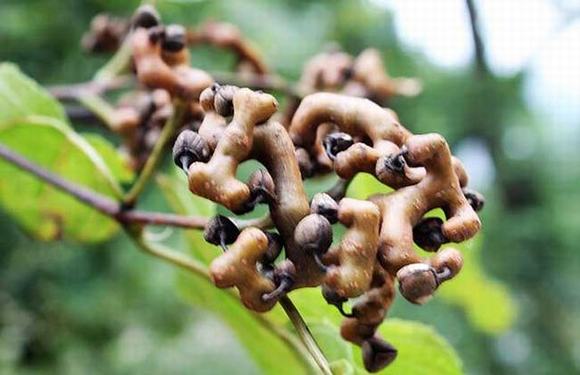 怎样自制鸡爪梨酒