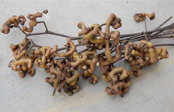 怎样自制鸡爪梨酒