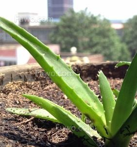 蒸酒技术之家庭芦荟酒的制作方法