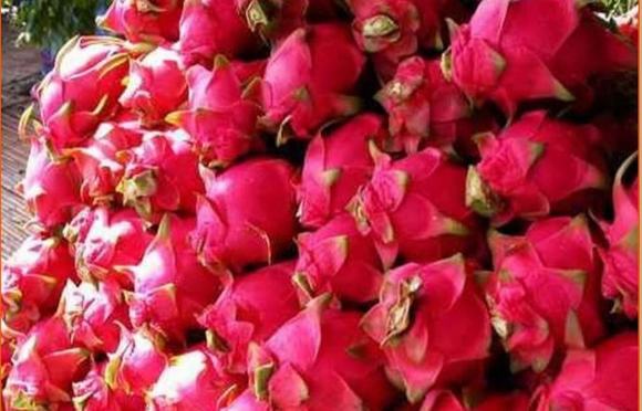 农村家庭如何酿造火龙果酒