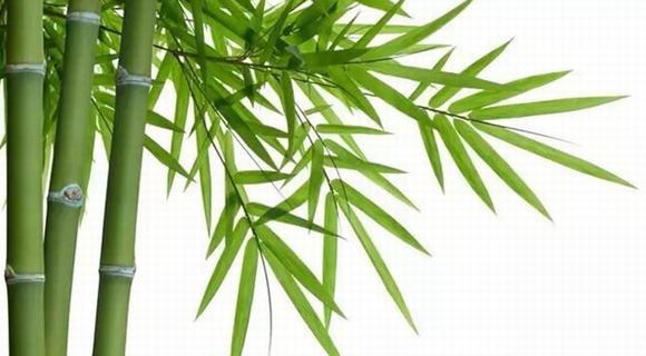 家庭自酿竹叶酒酿酒技术方法设备