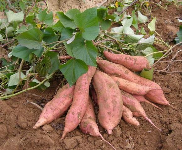 家庭自酿红薯酒酿酒技术方法设备