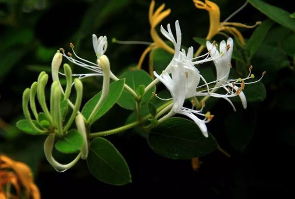 烤酒技术之家庭金银花酒自酿方法过程