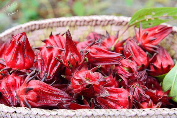 家庭蒸酒技术之家庭洛神花酒如何制-烤酒机器