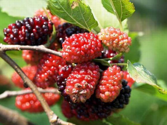 教你桑椹果酒酿酒技术方法