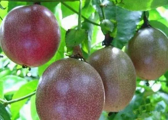 家庭自酿百香果酒酿酒技术方法