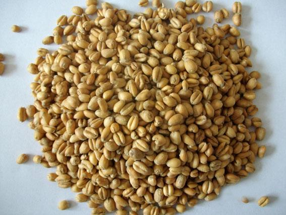 果酒技术之荞麦酒的酿制方法