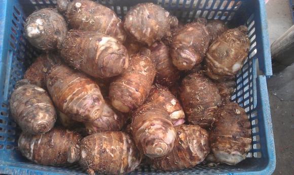 烧酒设备之香芋酒家庭酿制法