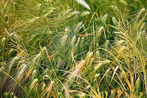 烤酒机器-农村家庭如何酿造苞谷酒