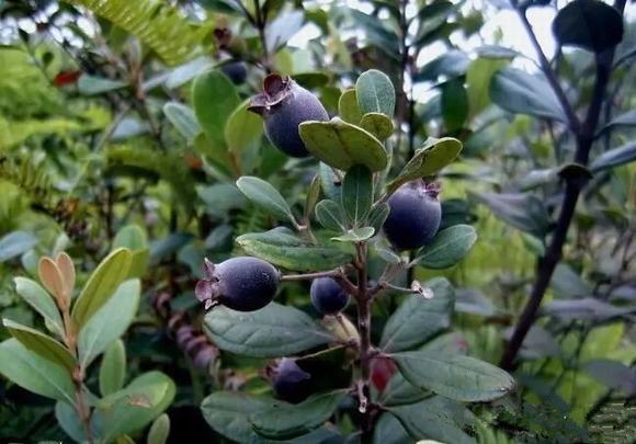 小型煮酒设备-农村家庭如何酿造捻子酒