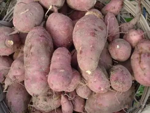 家庭小型农村烤酒技术之地瓜酒制作