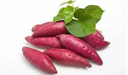 家庭烧酒技术之地瓜红薯酒的酿制方法