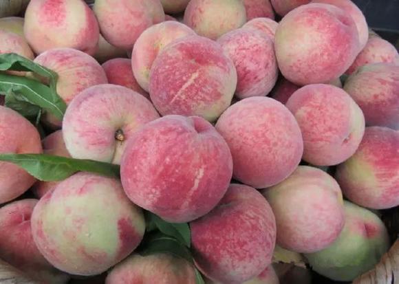 纯粮家庭桃子酒制作过程