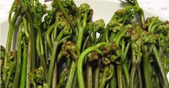 白酒蒸酒技术之家庭自酿蕨菜芽酒