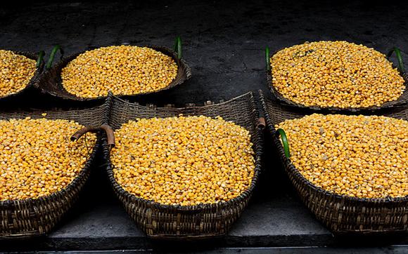 家庭玉米烧酒技术方法