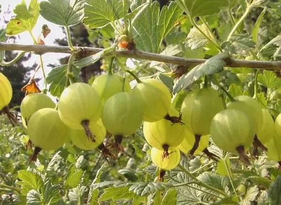 纯粮家庭油柑酒制