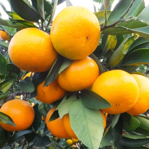 橘子酒酿酒技术方法