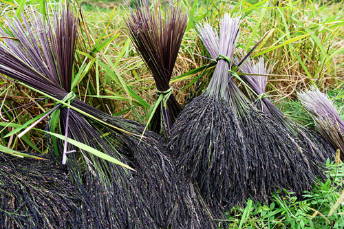 家庭黑糯米酒怎么酿制