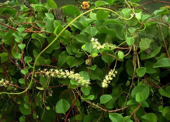 家庭自酿田七酒技术方法设备