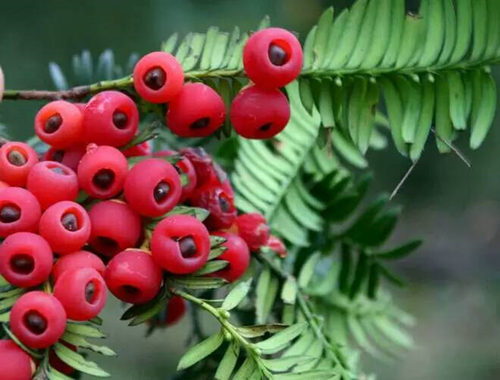 烤酒技术之红豆杉果酒自酿方法过程