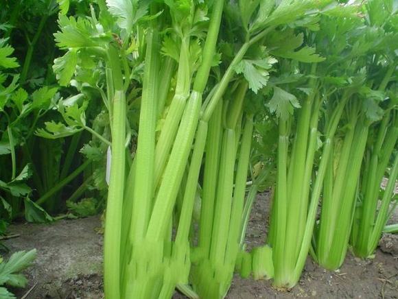 芹菜酒制作方法