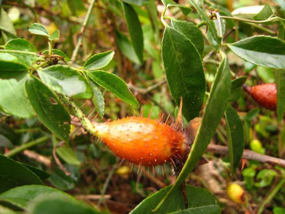 金樱子酒功效与作用