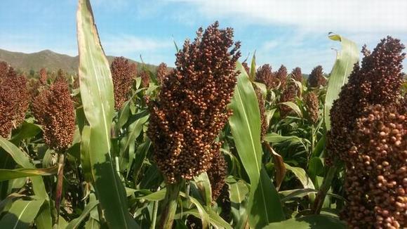 烤酒技术之高粱酒自酿方法过程