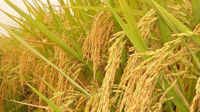 纯粮家庭熟料固态稻谷酒制作