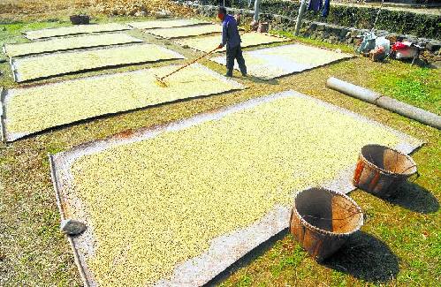纯粮家庭熟料固态稻谷酒制作
