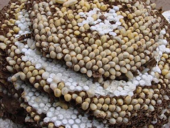 烤酒技术之家庭蜂蛹酒自酿方法过程