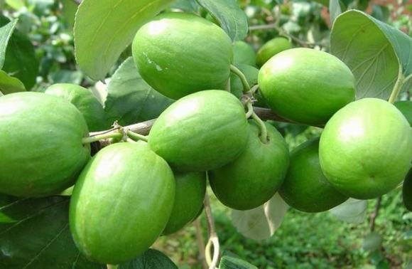 小型纯粮造酒设备-青枣酒酿酒技术方法