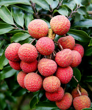 农村家庭荔枝酒蒸馏技术方法-蒸馏机器