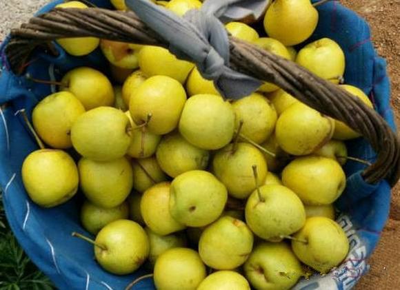 果酒设备之梨子发酵也可以酿酒