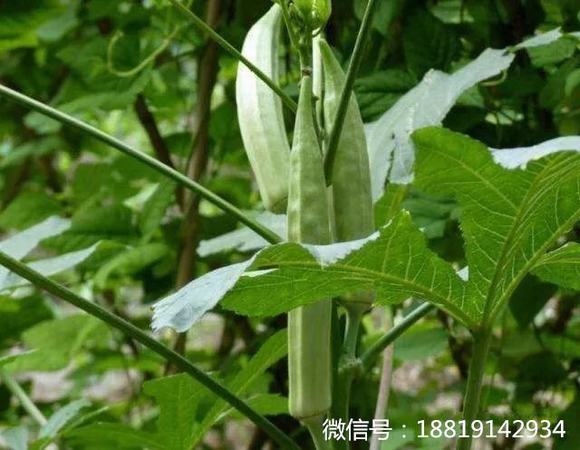 分享秋葵做酒的制作方法