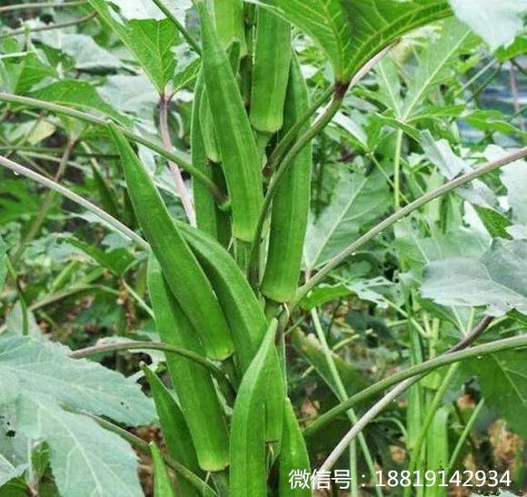 分享秋葵做酒的制作方法