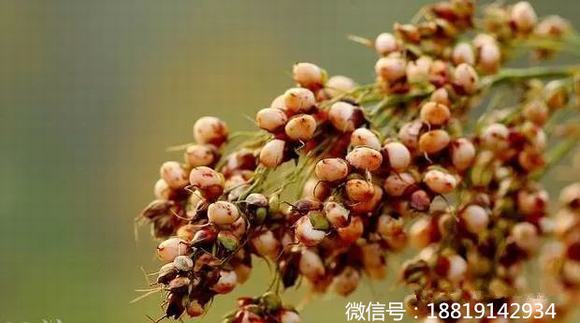 传统高粱酒制作流程