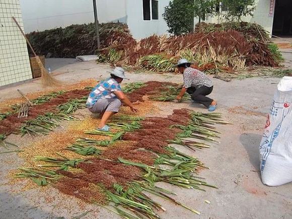 酒坊白酒原料特性对比分析