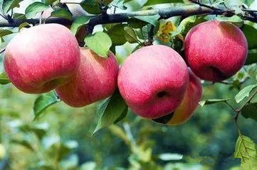 水果酒酿酒技术大全