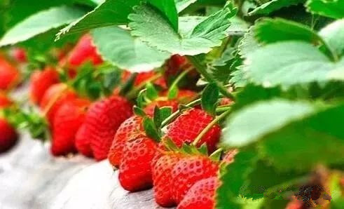 水果酒酿酒技术大全