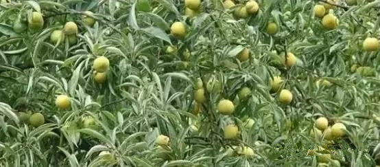 水果酒酿酒技术大全