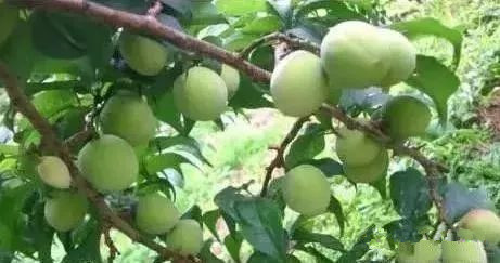 水果酒酿酒技术大全