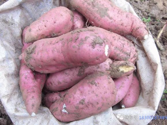 酿酒技术:红薯酒制作过程