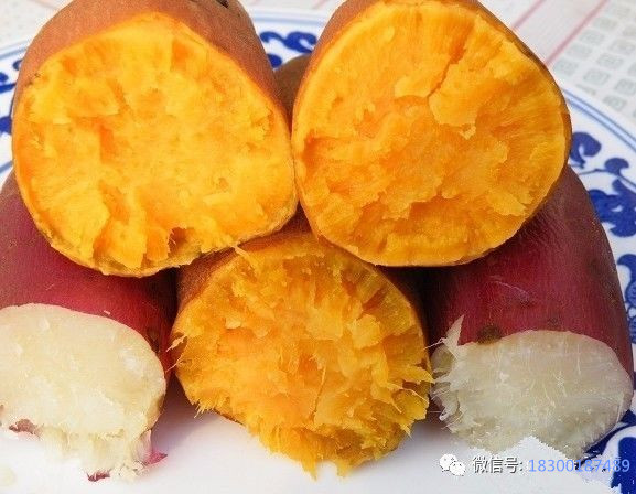 酿酒技术:红薯酒制作过程